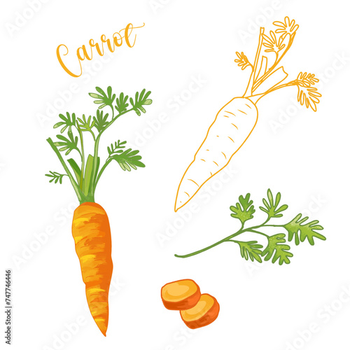 Carrot, orange carrots with green leaves vector on white background. Part of slice carrot and leave.Vegetable illustration, ,root vegetable, beta-carotene, vitamin A, vitamin K, and vitamin B6 food.