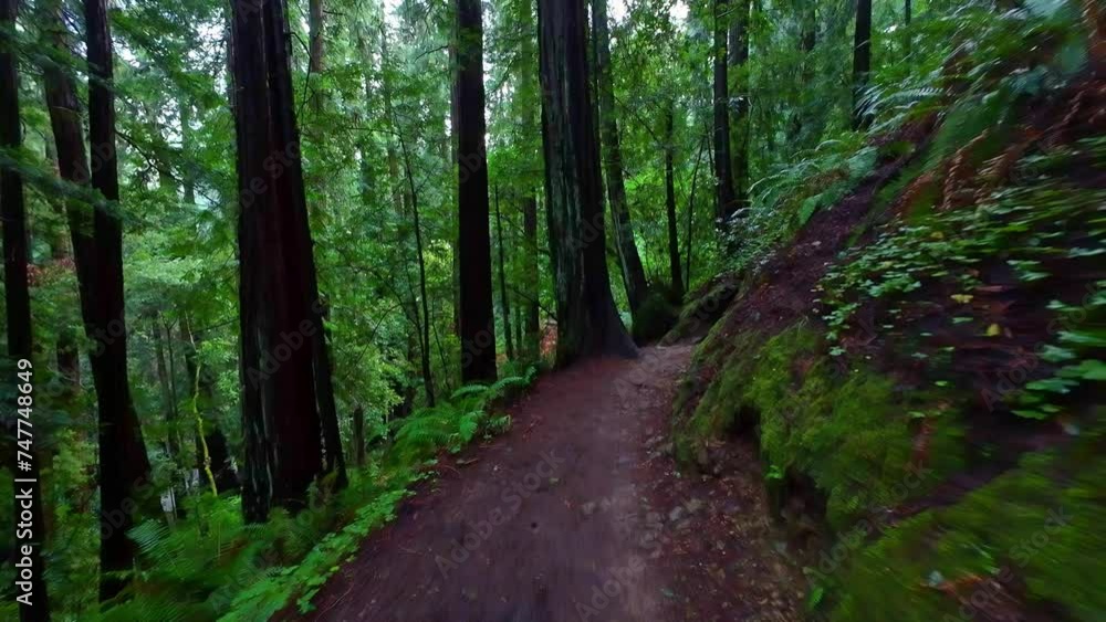 A hiking trail among the redwood trees of Muir Woods National Monument in California. A hiking trail among the redwood trees of Muir Woods National Monument in California.