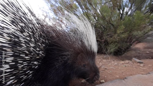 african porcupine spreads quills to fend off camera too close slomo
