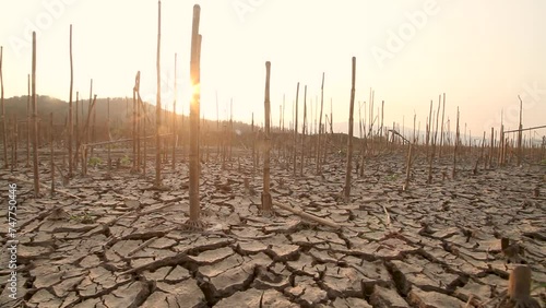 Impact of drought on farmland with dead crops and cracked earth, due to climate change.