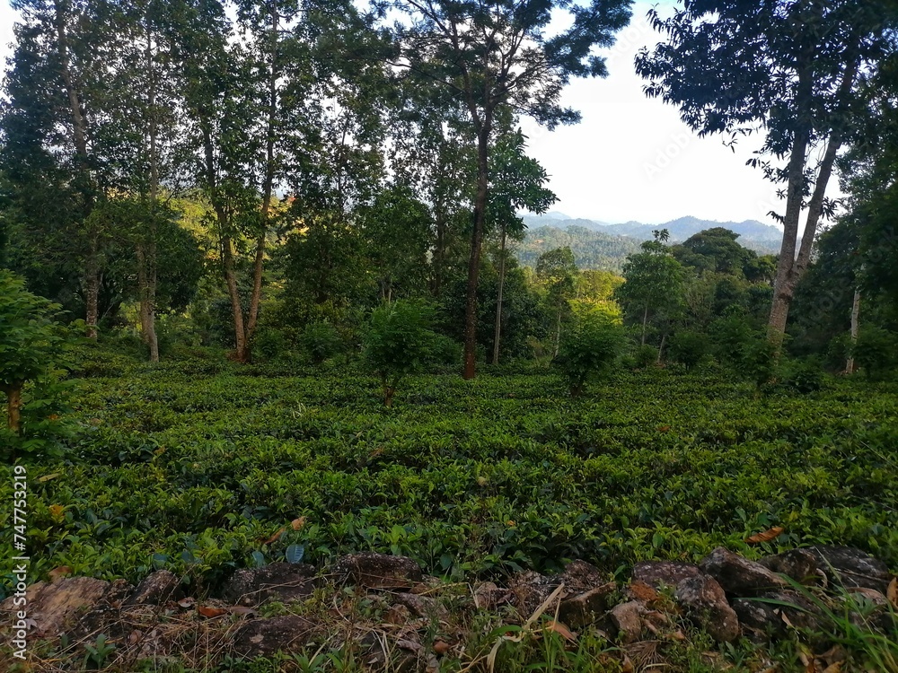 Obraz premium spring in the forest