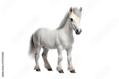 Portrait of a white horse on transparent background