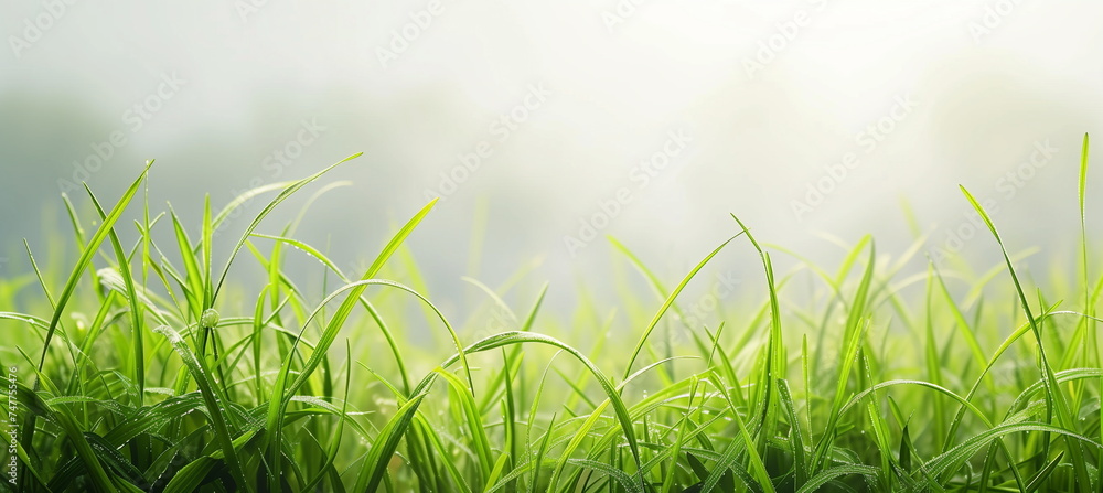 This is a refreshing summer landscape with a close-up of a lawn shrouded in light fog in the early morning. Generative AI - obrazy, fototapety, plakaty 
