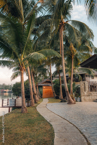 Coconut trees and canalside walkway in the morning