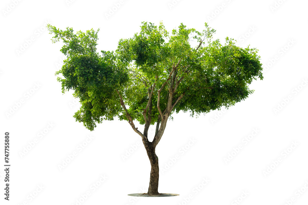 Obraz premium Trees isolated on white background, tropical trees isolated used for design, advertising and architecture