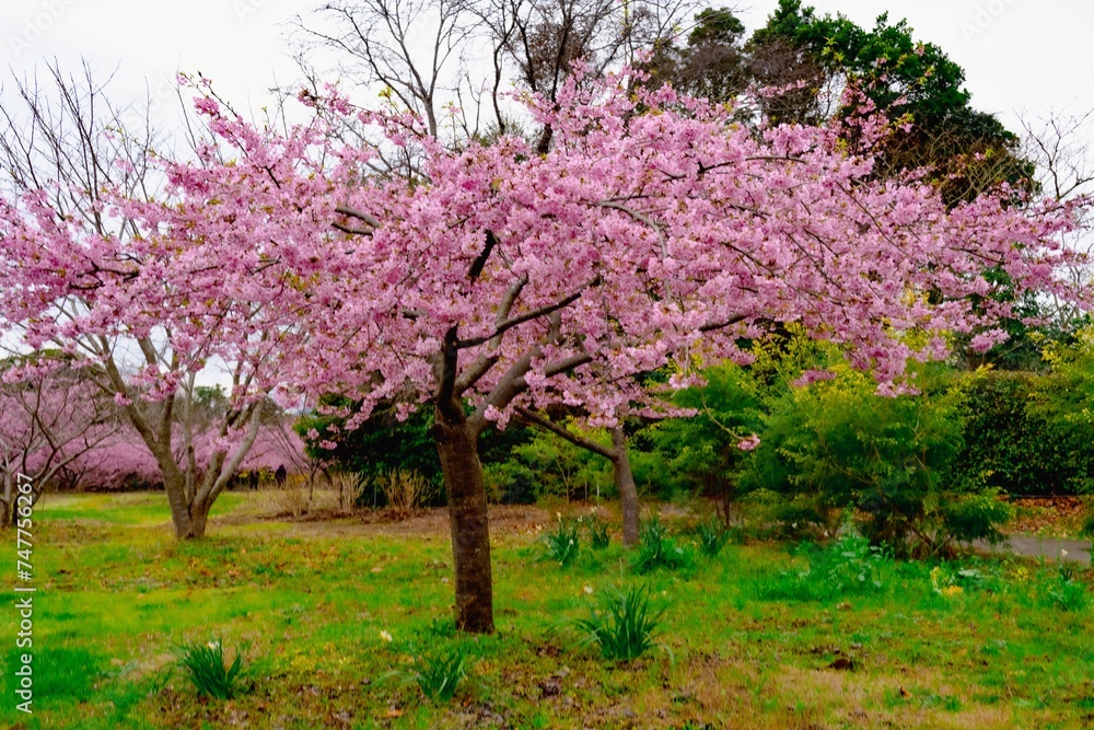 Fototapeta premium 大神の河津桜