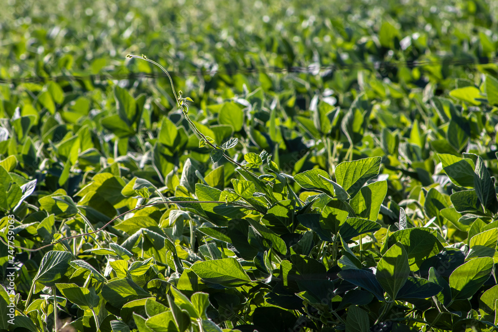 Rural landscape with fresh green soy field. Soybean field, in Brazil. Rural landscape with fresh green soy field. Soybean field, in Brazil.