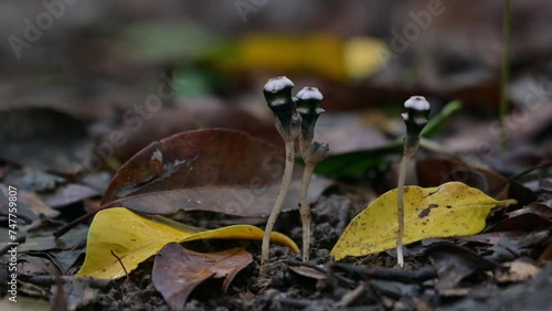 Seen growing deep in the forest while a black ant moves from left to right, Thismia mirabilis, Thailand photo