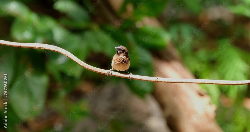 Perched on a vine as it looks around as the sunlight transitions from medium dark to light, Scaly-breasted Munia or Spotted Munia Lonchura punctulata, Thailand Perched on a vine as it looks around as the sunlight transitions from medium dark to light, Scaly-breasted Munia or Spotted Munia Lonchura punctulata, Thailand