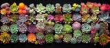 A variety of succulents are grouped together on a black background, creating a striking contrast between the vibrant green colors of the plants and the dark backdrop.