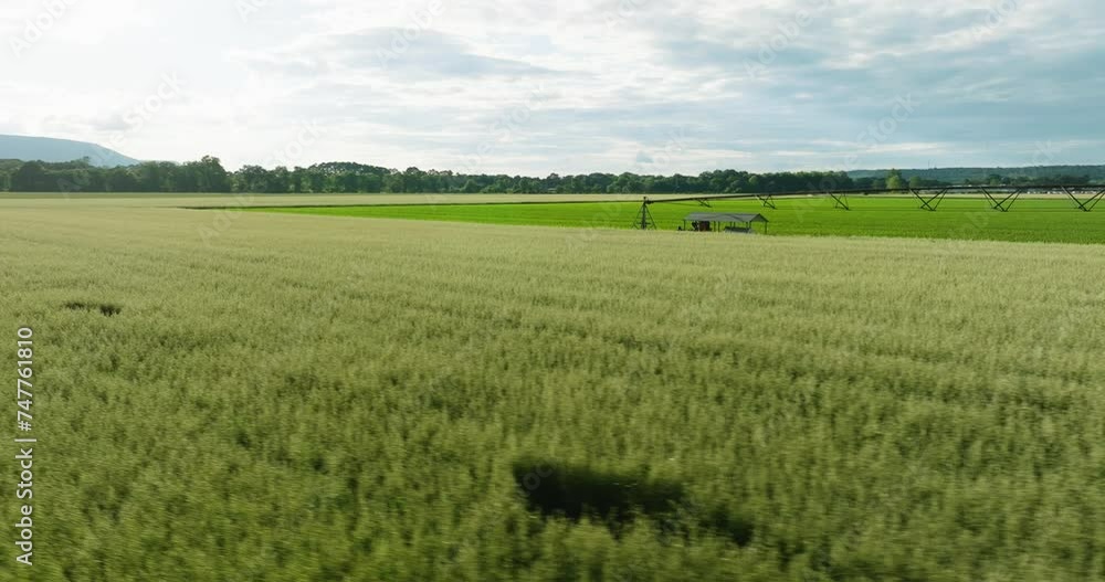 Agricultural sprinkler irrigating a vast wheat field in Dardanelle, Arkansas, under clear skies Agricultural sprinkler irrigating a vast wheat field in Dardanelle, Arkansas, under clear skies