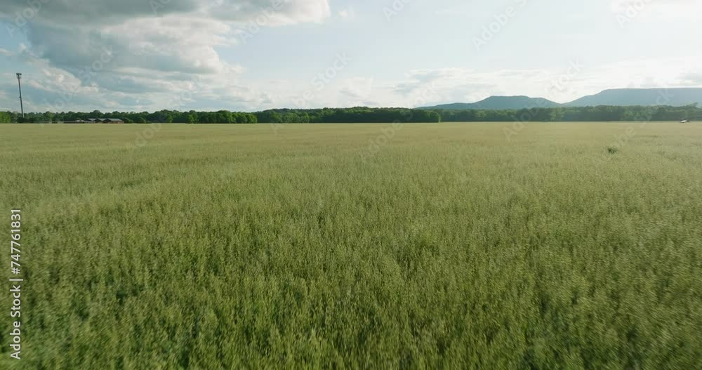 Expansive wheat field under partly cloudy sky in Dardanelle, AR, serene rural landscape, daytime Expansive wheat field under partly cloudy sky in Dardanelle, AR, serene rural landscape, daytime