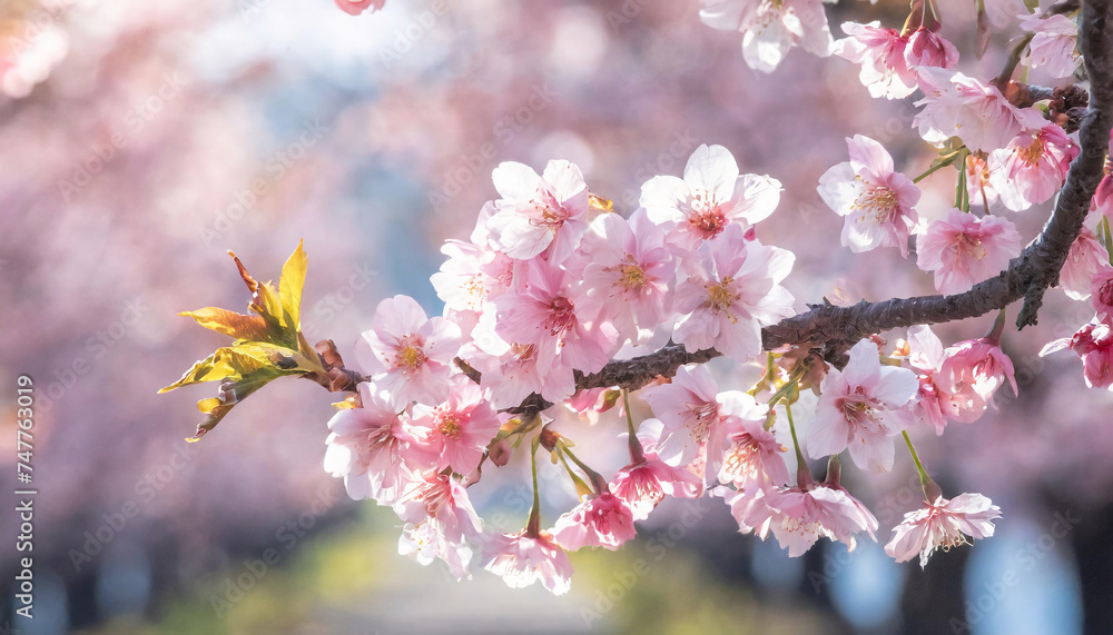 桜,さくら,sakura,花見,春,入学式,卒業式,花,素材 桜,さくら,sakura,花見,春,入学式,卒業式,花,素材