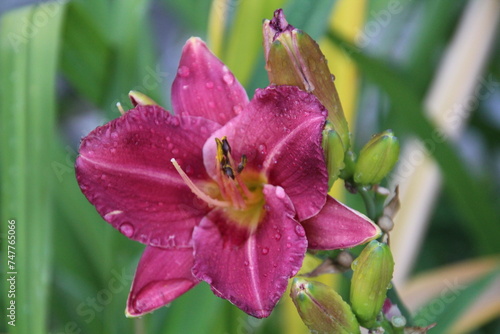 close up of pink lily, Banff National Park, Alberta