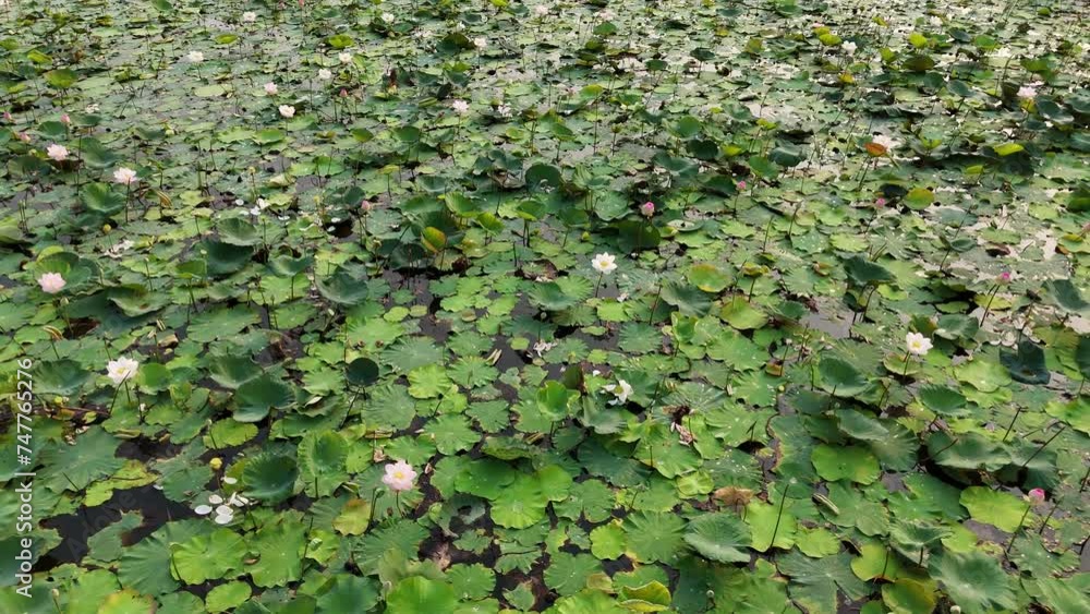 Lotus green leaf wall with plant Lotus green leaf wall with plant