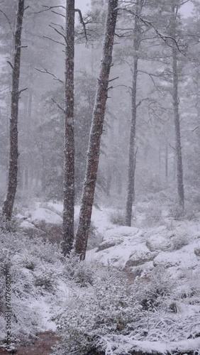 Enchanting Winter Scene: Gentle Snowfall amidst Forest Pines