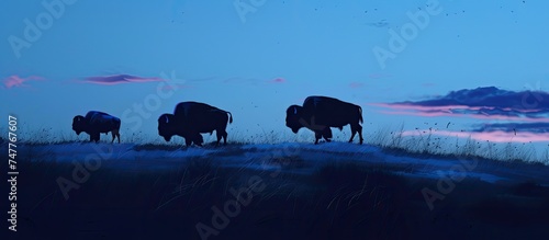 A herd of buffalo is captured grazing in a sprawling field. Three bison are seen aligned perfectly as they move over the hill during dusk, showcasing a natural and harmonious scene.