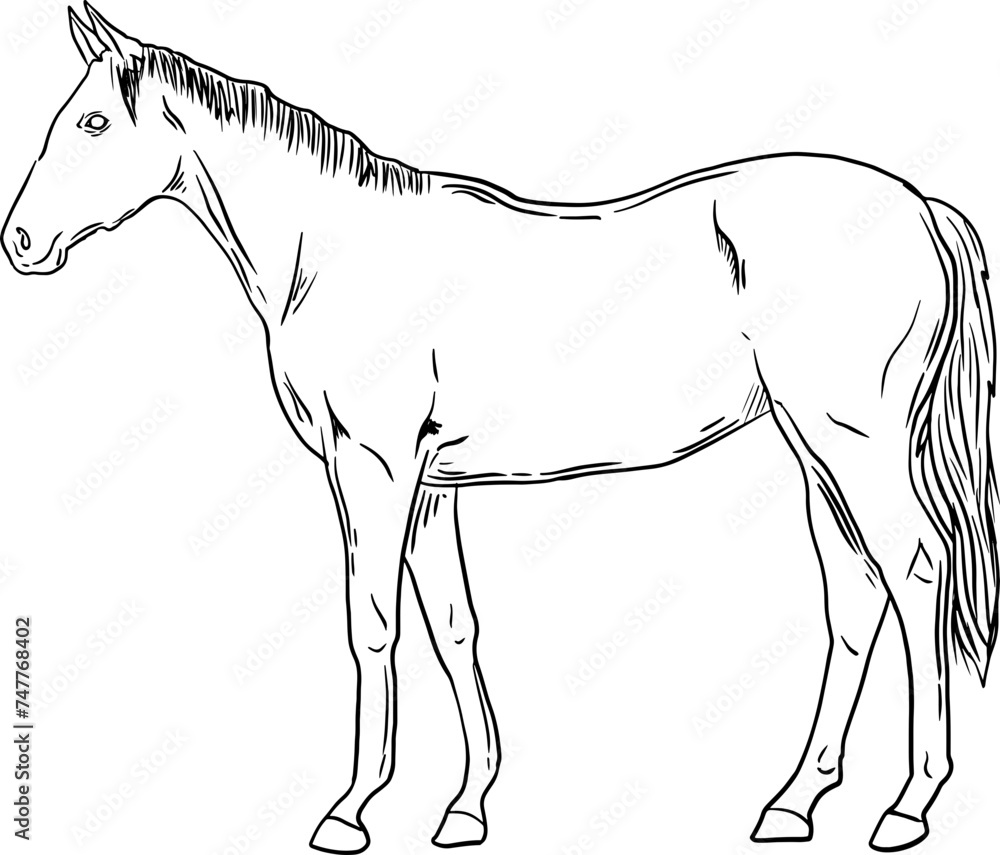 sketch horse animal farm hand drawn vector sketch horse animal farm hand drawn vector