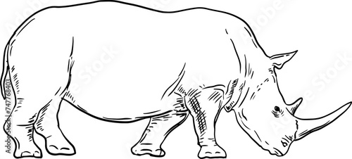 sketch rhinoceros animal wildlife hand drawn vector