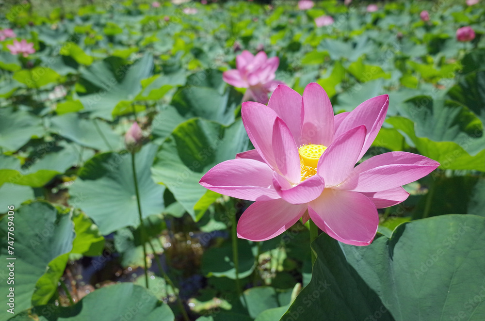 透明感のあるハスの花