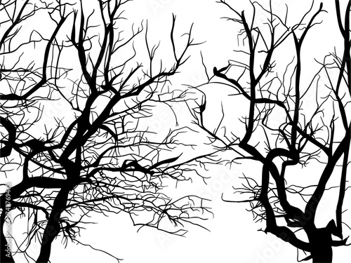 ramas, arboles, siluetas, vegetacion, roble, bosque, paisaje, vector, hojas, abstracto, sauce, tronco, malesa, pegatina