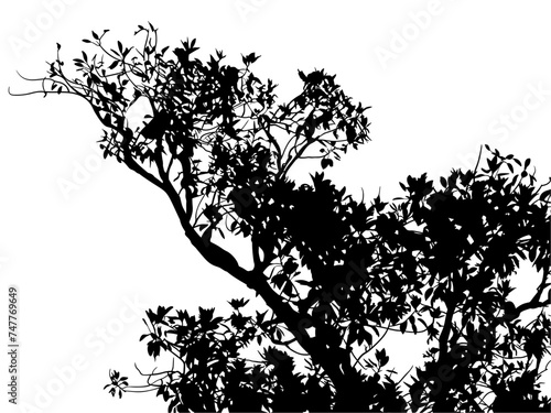 ramas, arboles, siluetas, vegetacion, roble, bosque, paisaje, vector, hojas, abstracto, sauce, tronco, malesa, pegatina