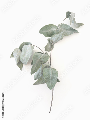 Eucalyptus leaves dry tree branch and with shadows on white background isolated 