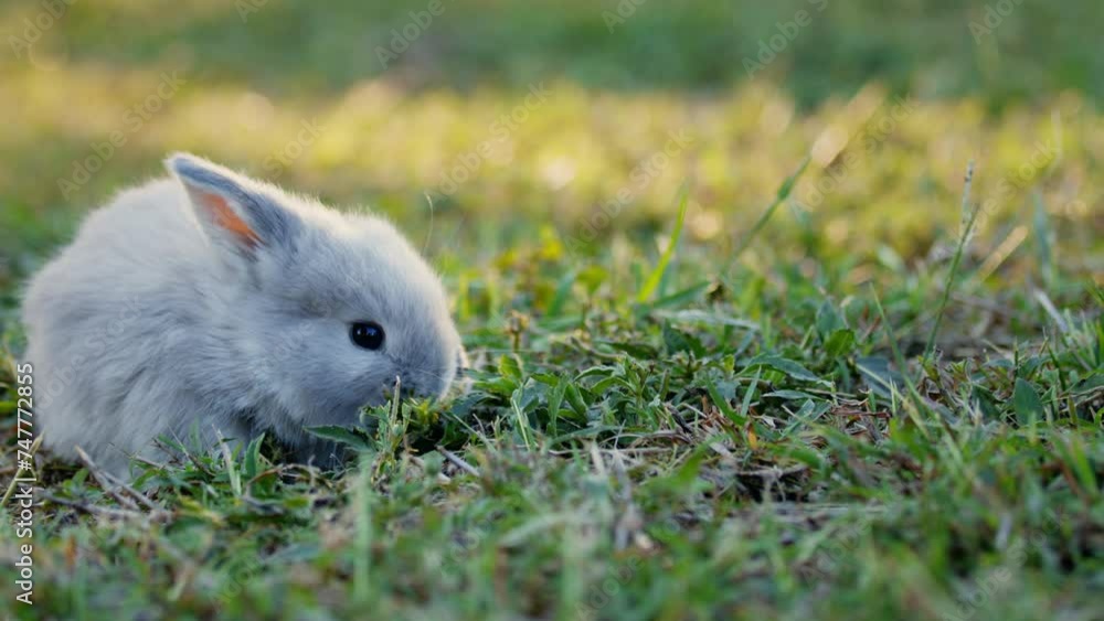 Adorable little bunny holland lop eating a fresh grass outdoors Adorable little bunny holland lop eating a fresh grass outdoors