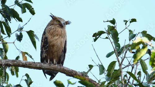 Looking down while perched on a branch then turns its head to the right, Buffy Fish owl Ketupa ketupu, Thailand photo