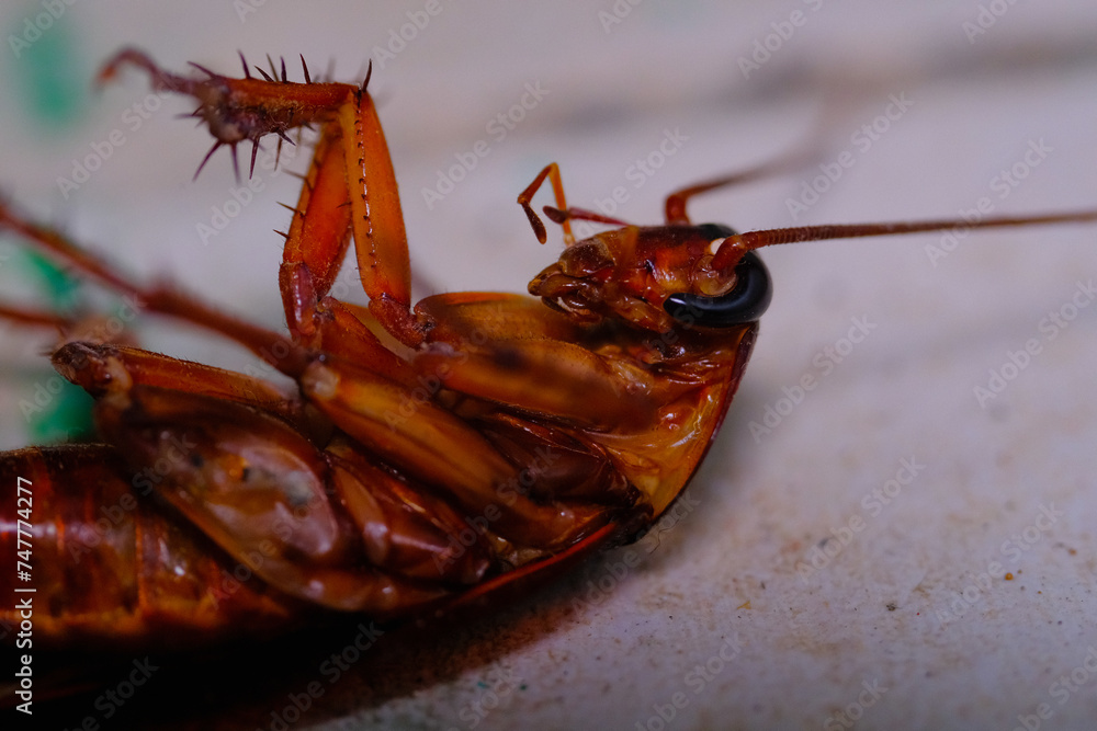 Animal Photography. Animal Closeup. Macro photo of a cockroach's head ...
