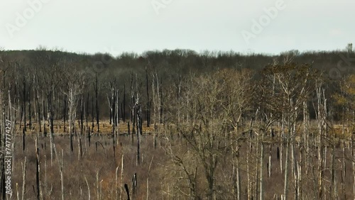 Bare trees in Point Remove Wildlife Area, Blackwell, AR, with a clear sky, wide shot photo