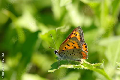 明るい日光のもと、草葉にとまるベニシジミ蝶（自然光＋マクロ接写写真）