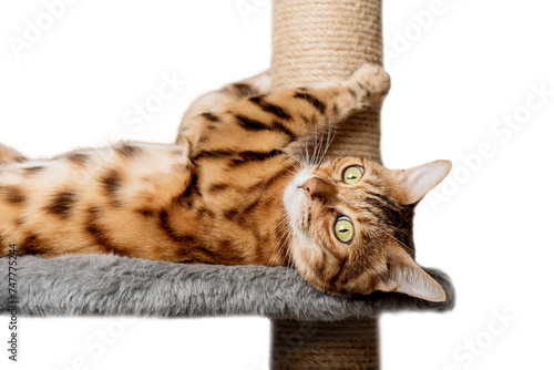 Bengal cat on a scratching post on a transparent background.