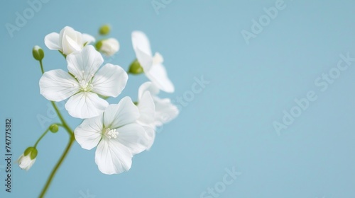 Detailed view of white flowers standing out against a vibrant blue backdrop