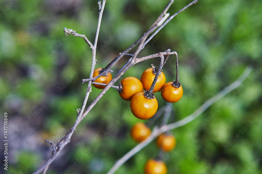 Close-up of a branch with small orange berries in a lush field with yellow flowers and blue sky