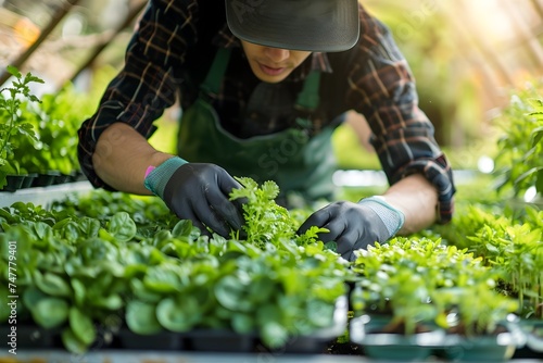 Man Hand Picking Fresh Green Plants in Greenhouse