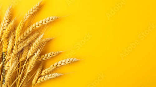 Top view of wheat on a yellow background.