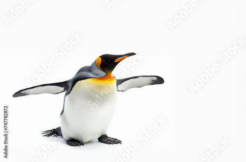 Big King penguin isolated on white background.