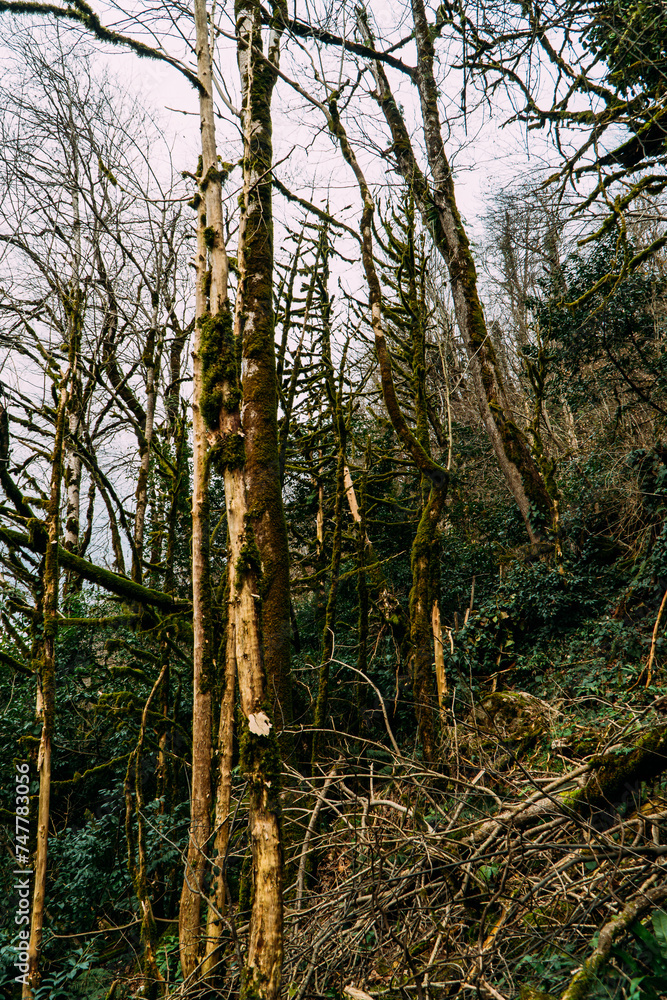 Fototapeta premium Tropical jungles of White Rock Canyon and Mountain Forest Hiking, Khosta River