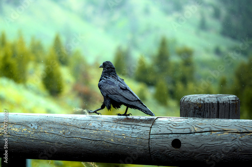 crow on the fence walking alone photo