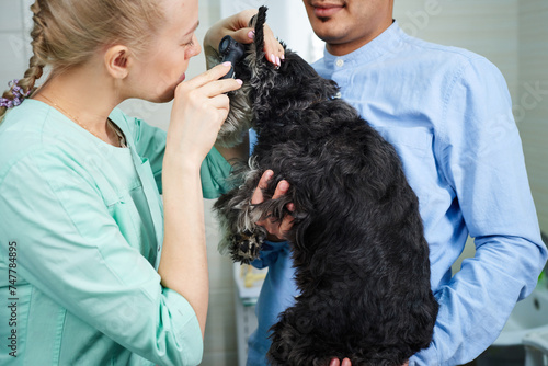 Veterinarian examine ears of of the dog