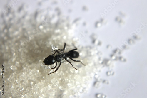 Black Carpenter Ant. Ants face photo macro Close-up. Big camponotus cruentatus ant posing on sugar snack. Ant queen portrait.	
