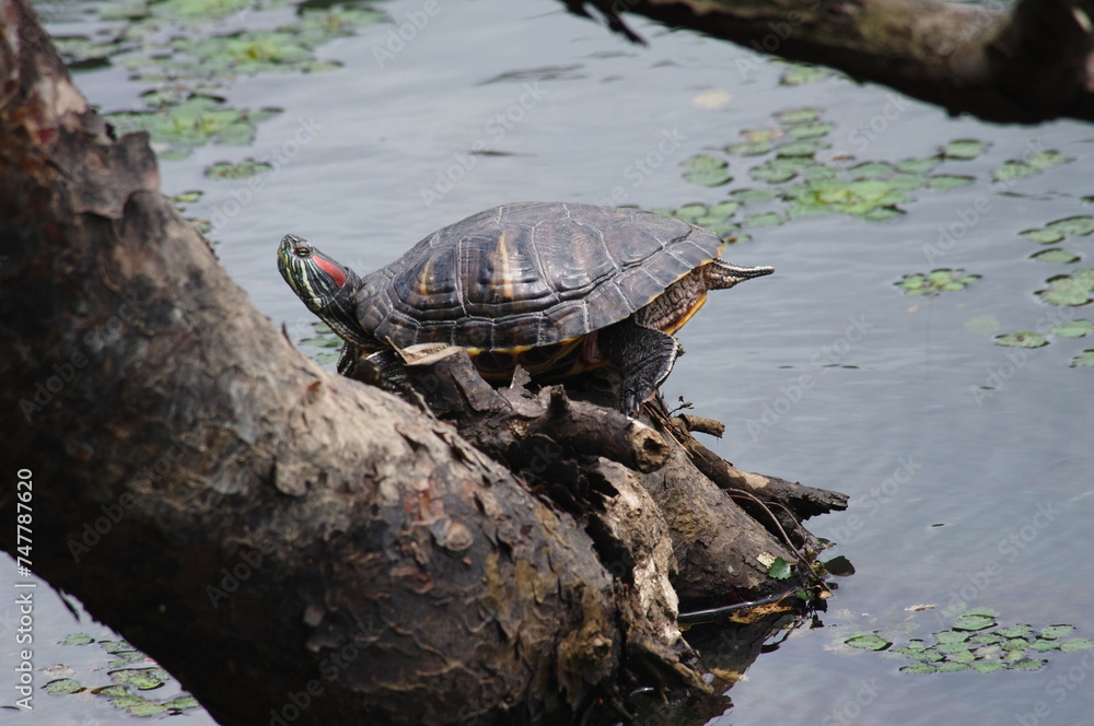 Obraz premium 外来種 ミシシッピアカミミガメ
