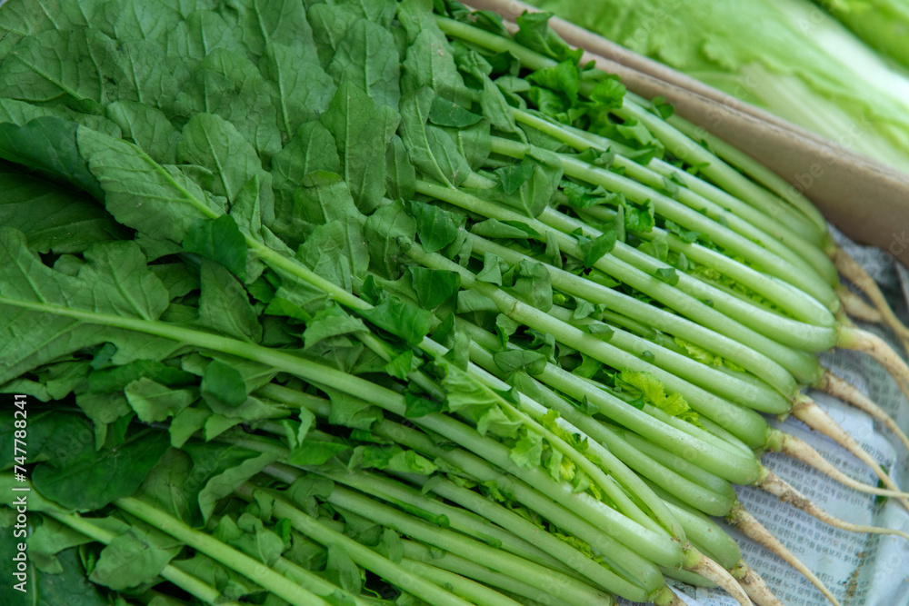 View of the young radishes in the market