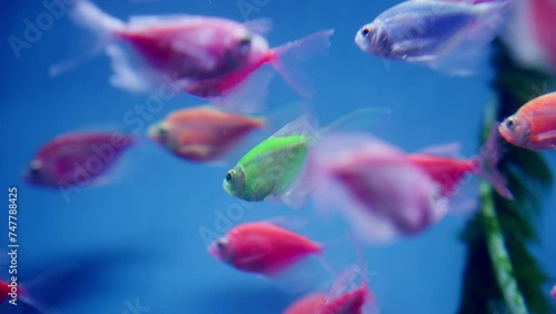 Colorful GloFish Species In Aquarium, Fluorescently Colored Genetically Modified Fish photo