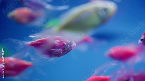GloFish Fluorescently Colored Genetically Modified Aquarium Fish, Close Up photo