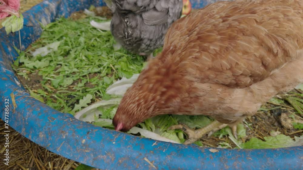 Close Up View of Chickens Eating Vegetables at Petting Zoo Close Up View of Chickens Eating Vegetables at Petting Zoo