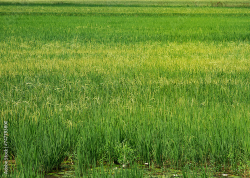 green rice field