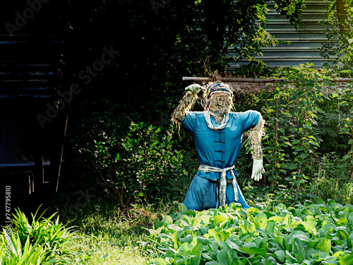 Scarecrow in the vegetable plot.