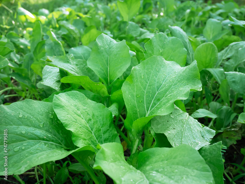 lettuce in the garden. organic vegetables.